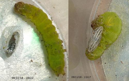 Noctua pronuba